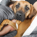 100% Bamboo Modern Set - Wooflinen