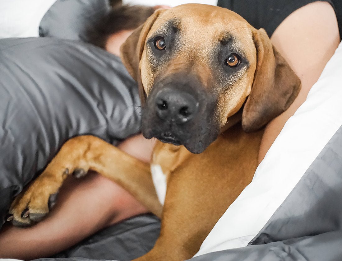 100% Bamboo Modern Set - Wooflinen